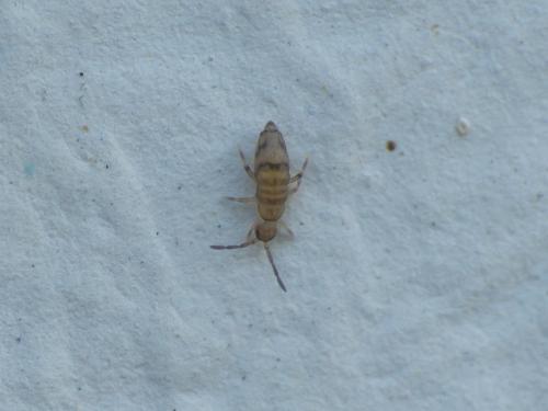 Willowsia nigromaculata